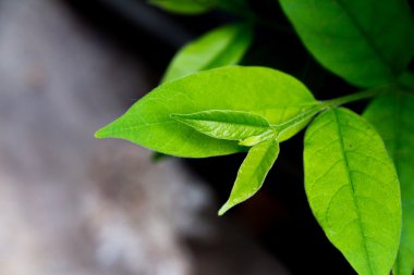 Genç yaprak koyu arka planı yeşil