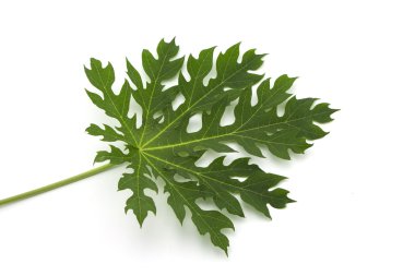 Papaya yaprak izole beyaz arka plan