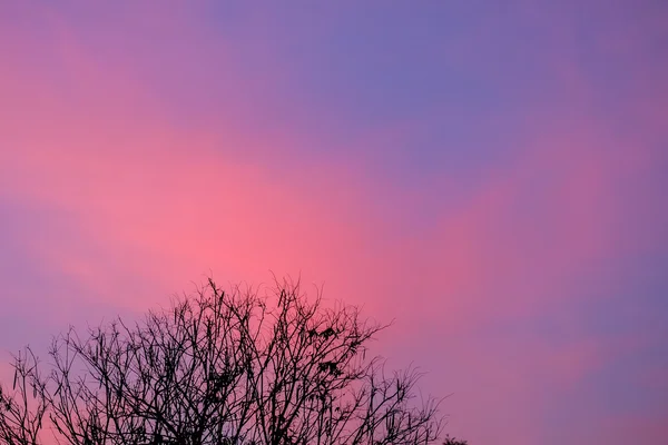 Cielo de tono púrpura en sol naciente de la mañana — Foto de Stock