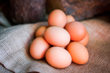 Çiftlik kahverengi tavuk yumurtası kaldırdı