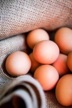 Çiftlik kahverengi tavuk yumurtası kaldırdı