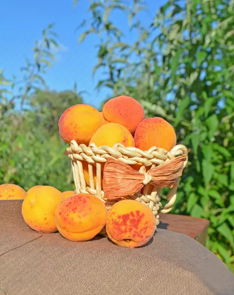 Ripe apricots on green background. — Stock Photo, Image