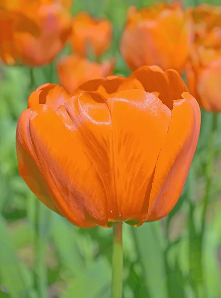 Orangene Tulpe im Garten — Stockfoto