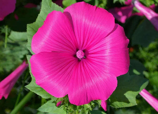 Fiori di malva rosa — Foto Stock