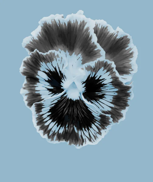 Pansies flower blue — Stock Vector
