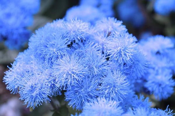 Blauwe ageratum bloem — Stockfoto