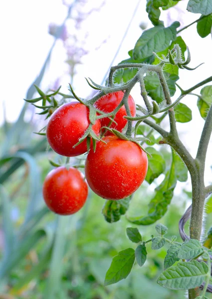 Kırmızı domates hasat — Stok fotoğraf
