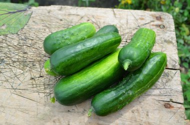 Ahşap üzerine salatalık