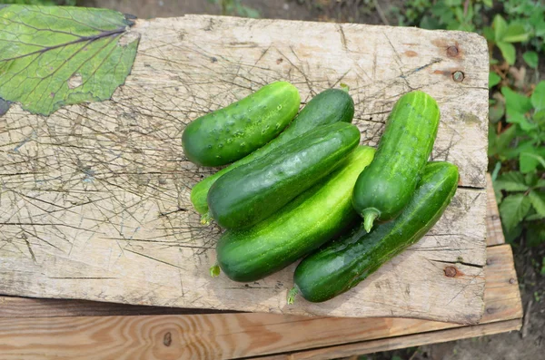 Cucumbers on the wood — Stock Photo, Image