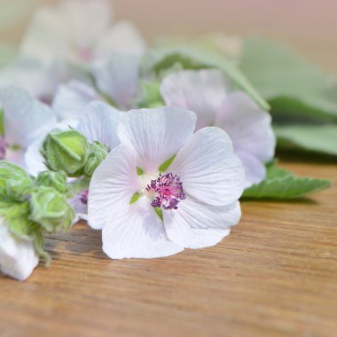 Hatmi çiçeği. Althaea