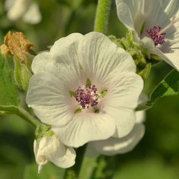 Fiore di marshmallow. Althaea — Foto Stock