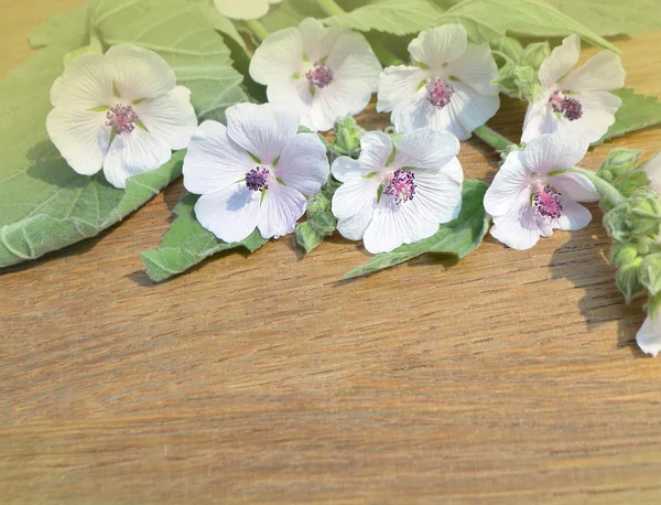 Marshmallow flower. Althaea — Stock Photo, Image