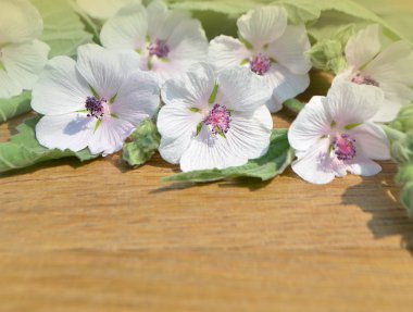 Hatmi Althaea officinalis