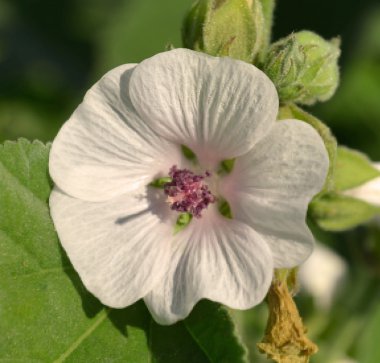 Hatmi Althaea officinalis