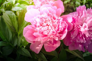 Pembe çiçekler peonies