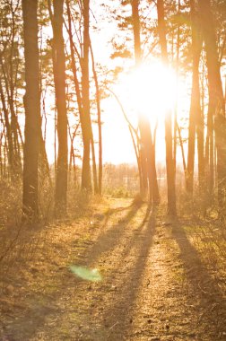 sonbahar orman arka plan