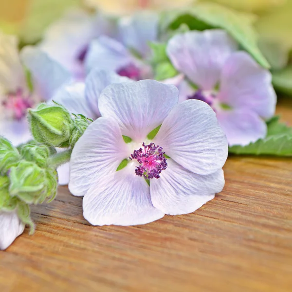 Marshmallow flower. Althaea — Stock Photo, Image