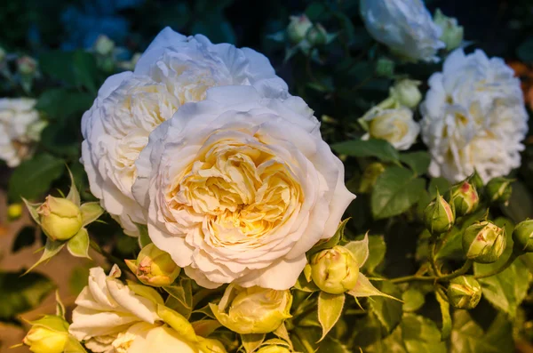 Ramo de rosas de crema — Foto de Stock