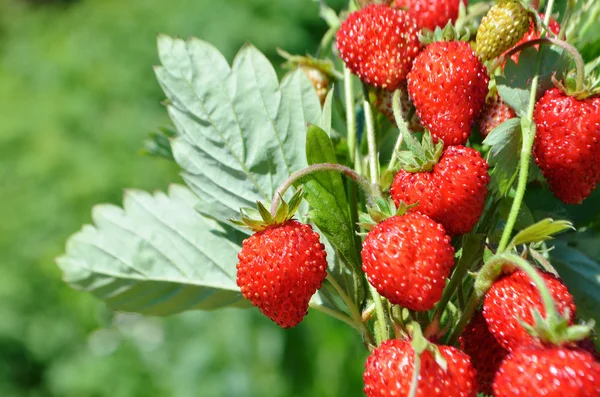 Strauch reifer roter Erdbeeren — Stockfoto