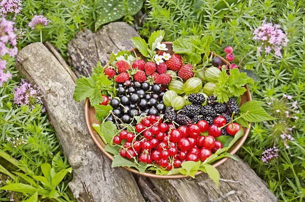 Mixed berry fruits — Stock Photo, Image