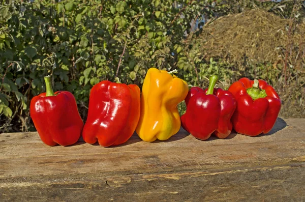 Frische bunte Paprika auf Holz — Stockfoto