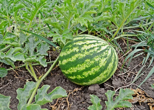 Harvesting watermelons  in summer — Stock Photo, Image