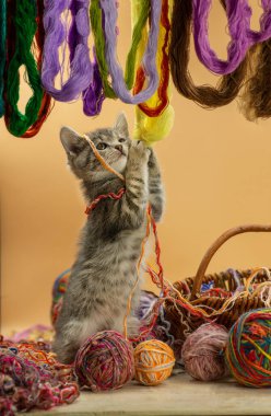 Kedi yavrusu yün yumağıyla oynuyor. Gıdıklanmış sepetin içinde iplik yumakları olan bir kedi. Bir sepetin yanında oturan en tatlı kedi yavrusu..
