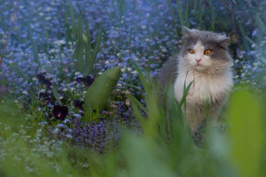Kedi bir yaz bahçesinde mavi unutma beni çiçekleri arasında oturur. Çiçekleri ve bahçedeki kediyi unut.