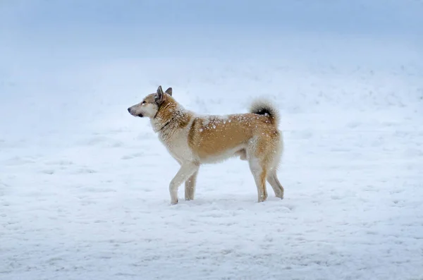 Молодой Пес Гуляет Снегу Зимой Собака Снегу Дворняга Впервые Видит — стоковое фото