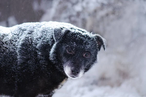 Cão Selvagem Livre Inverno Filhote Cachorro Rua Sujo Andar Nas — Fotografia de Stock