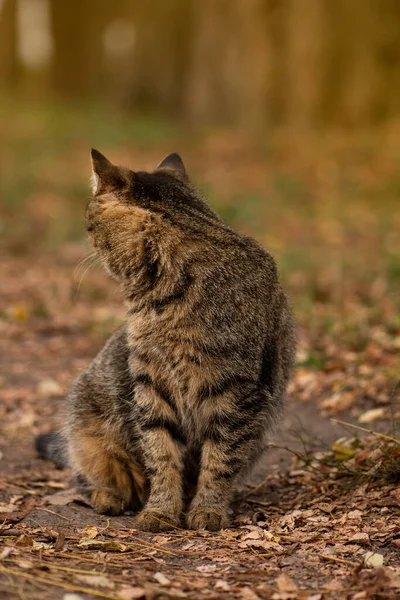 Gestreept Tabby Kattenportret Van Dichtbij Het Herfstbos Prachtig Gemerkt Tabby — Stockfoto