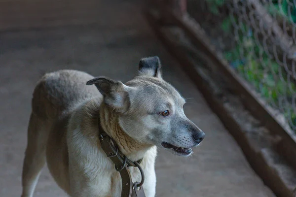 犬小屋のホームレスの犬 家を見つけることを希望する養子縁組センターの犬 犬小屋で犬を養子にする — ストック写真