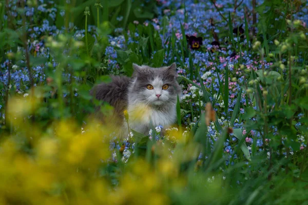 灰猫忘了我吧猫坐在夏日的花园里 在蓝色的遗忘的花朵中 — 图库照片