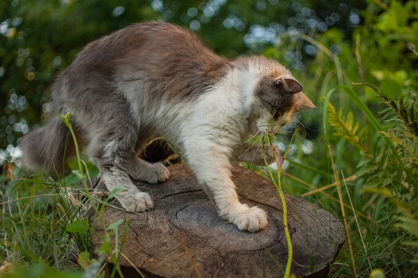 고양이를 비타민 고양이는 정원에서 먹는다 나뭇가지를 갉아먹고 — 스톡 사진
