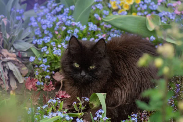 黑猫坐在一个夏天的花园里 在蓝色的遗忘我的花朵中 忘了我吧 花园里的花和猫 — 图库照片