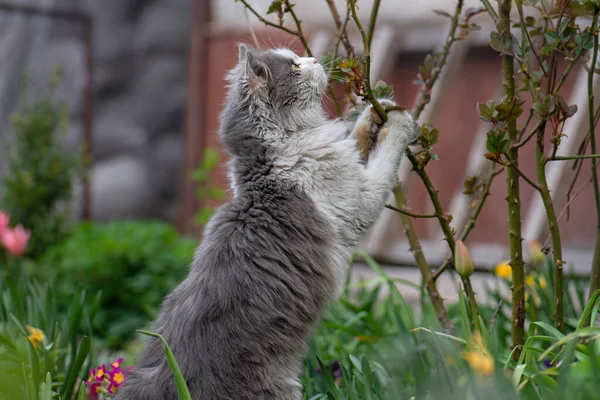 Gatto Gioca Con Rami Spinosi Una Rosa Giardino Piante Sono — Foto Stock