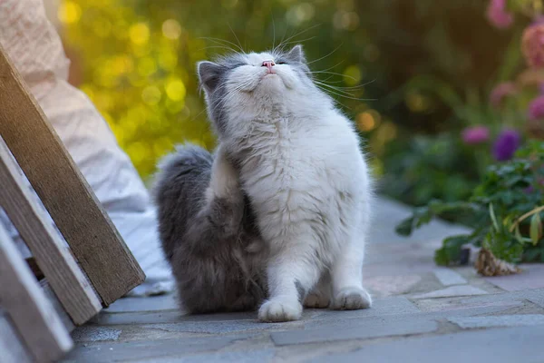 Kedi Parazit Hastalıklarının Tedavisi Önlenmesi Bahçede Kafasını Kaşıyan Kedi Yavrusu — Stok fotoğraf