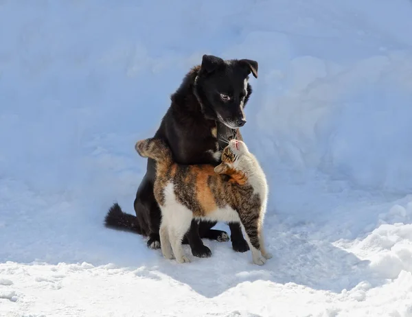 Cat and dog kissing on winter. Dog and cat looking at each other and kissing. Cat kissing dog. Pet happiness concept.