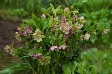 Noel doğanın arka planı olarak çiçek açtı. Orman bahçesinde Helleborus Nijer. Helleborus Partisi Baharda bahçede çiçek açar.