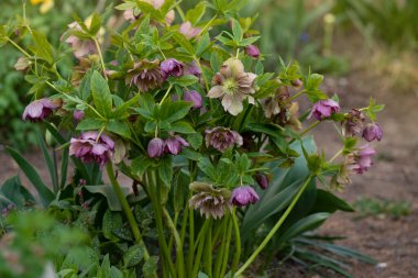 Ödünç gül ya da çift Ellen Picotee çiçeği. Yoğun iki kat büyük Noel gülü çiçek açar. Bahçeye yarı gölgede Hellebore ekimi.