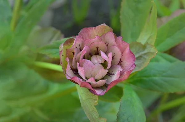 Christmas Rose or Lenten Rose or Snow Rose blooms. Hellebore Double Ellen Spotted Pink flower growing in winter