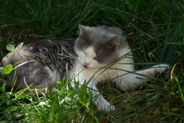 Sarı gözlü evcil kedi komik duygularla pençesini yalıyor. Sevimli kedi tozları yalıyor ve vücuttan yabancı kokuları alıyor..