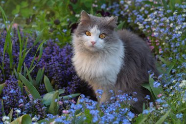 Beni unutmayan gri kedicik. Kedi bir yaz bahçesinde mavi unutmabeni çiçeklerinin arasında oturur.
