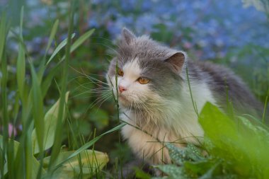  Kedi bir yaz bahçesinde mavi unutma beni çiçekleri arasında oturur. Çiçekleri ve bahçedeki kediyi unut.