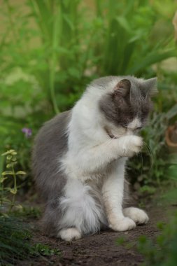 Güzel kedi, güneşli bir yaz gününde yemekten sonra patilerini yalıyor. Evcil hayvan istirahati ve doğanın arka planında pati yalama. Kedi saçlarını yalayarak yıkıyor.