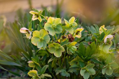 Macro shot Hellebore Yellow Lady with raindrops grows in the garden clipart