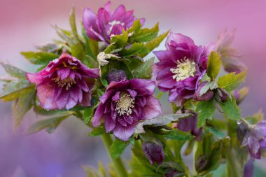 Bahçede yetişen kırmızı mor helleborus bitkisi. Hellebores Çifte Crown Gülü kışın sonundan ilkbaharın başına kadar açar..