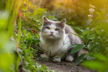 Baharda çiçekler arasında yatan neşeli bir kedi. Bahçedeki mutlu genç kedinin portresi. Çiçeklerin arasında yatan kedi.