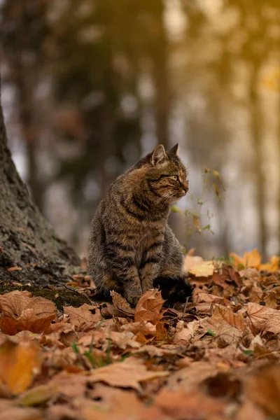 Spotted tabby beautiful cat. Striped tabby cat. Adorable tabby cat walks in the autumn park