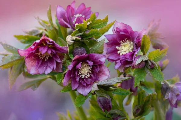 Bahçede yetişen kırmızı mor helleborus bitkisi. Hellebores Çifte Crown Gülü kışın sonundan ilkbaharın başına kadar açar..